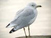 Ring-billed Gull at Westcliff Seafront (Steve Arlow) (64667 bytes)